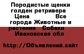 Породистые щенки голден ретривера › Цена ­ 25 000 - Все города Животные и растения » Собаки   . Ивановская обл.
